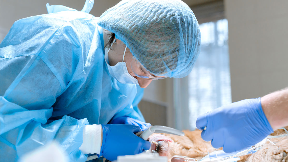 Veterinary Oral Surgery