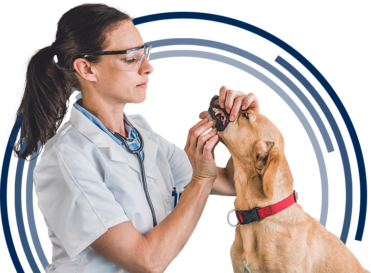 Veterinary Dental Consulting Services Tennessee