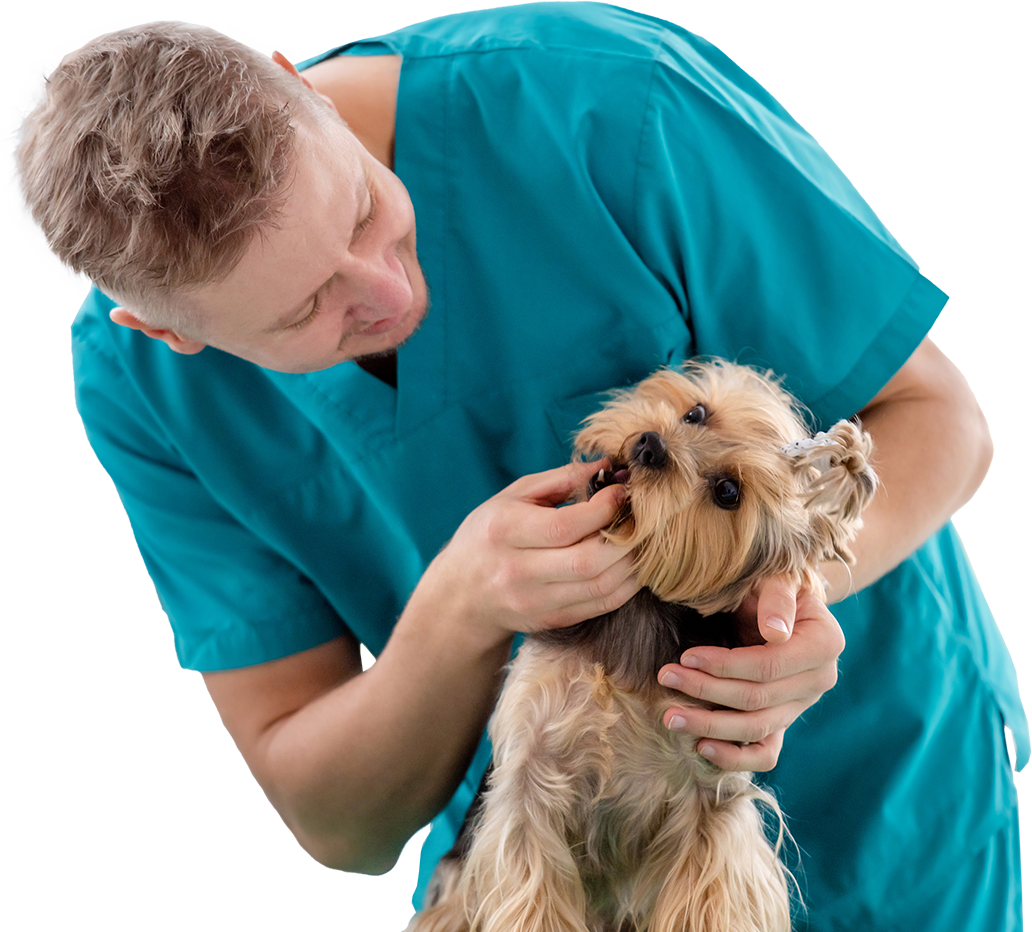 The most common medical issue in veterinary medicine remains dental disease.