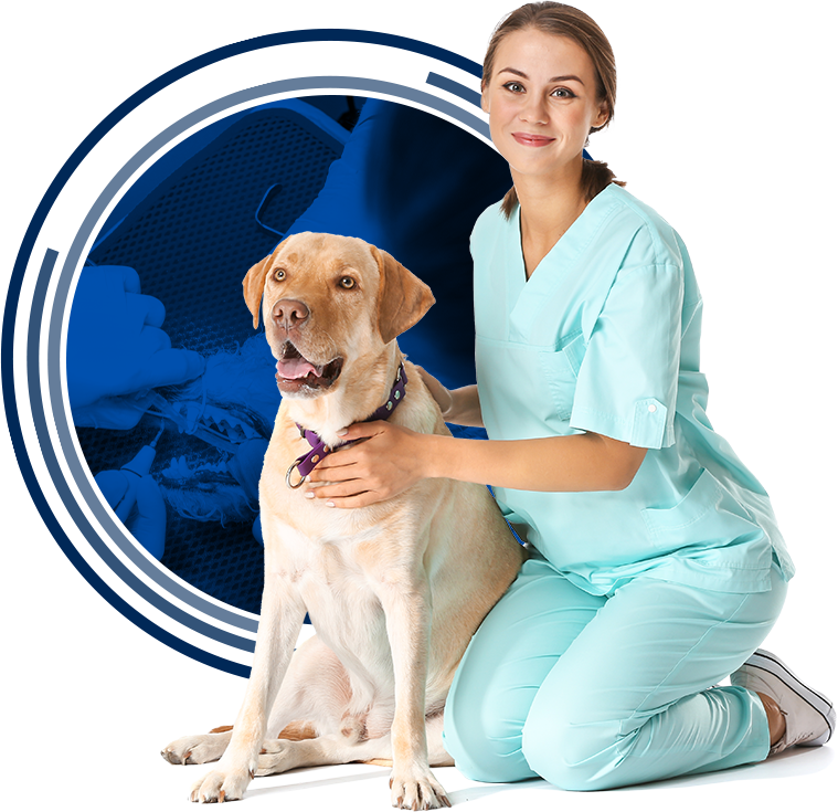 Stay up-to-date on veterinary dentistry practices with our specialized CE courses.