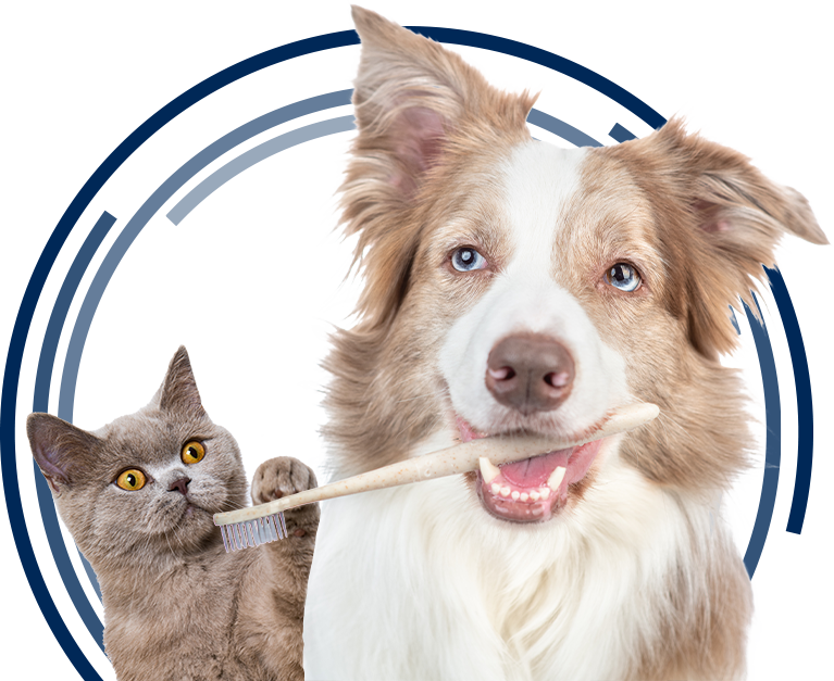 Veterinary Dentistry and Oral Surgery Tennessee