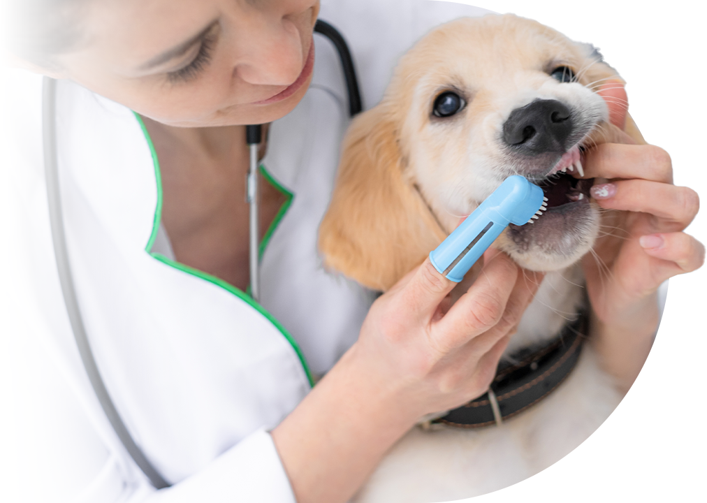 Oral Hygiene Procedure: Beginner's Guide